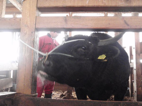 今日は東京の枝肉市場に我が家の牛が出ます