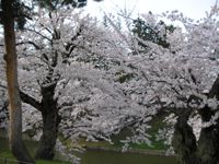 上杉神社周辺の桜