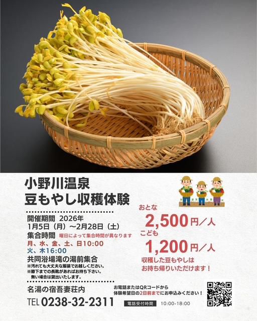 小野川温泉豆もやし収穫体験