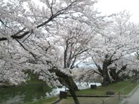 上杉公園の桜