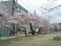西浦公園の桜