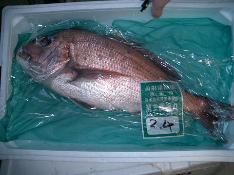 フランス料理ジュアン通信　vol.4　試作