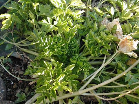 フランス料理ジュアン通信 vol.5　コタツでウトウト