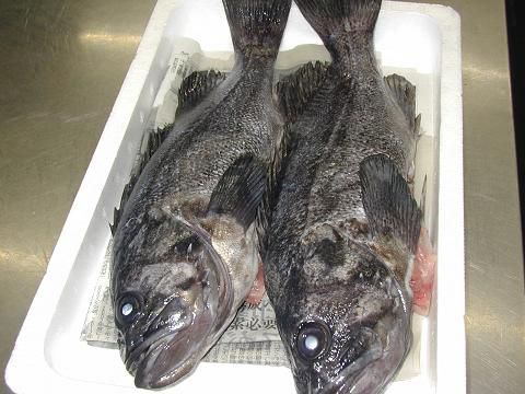 久々の黒ソイ。鯛よりもこっちが好きです。