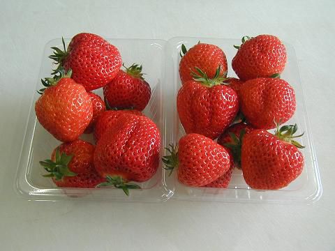 おっきぐでツヤツヤの採りたて金井神イチゴ
