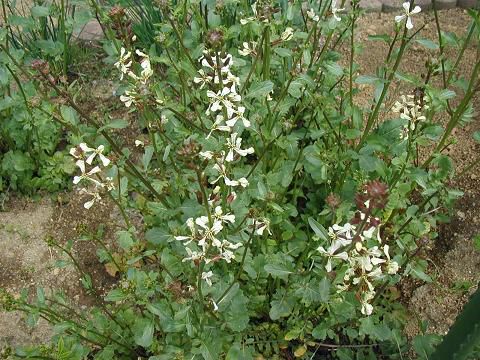 ジュアンの元気な畑のハーブたち！