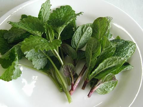 つみ立てのミントとレモンバームでフレッシュなハーブティーを！