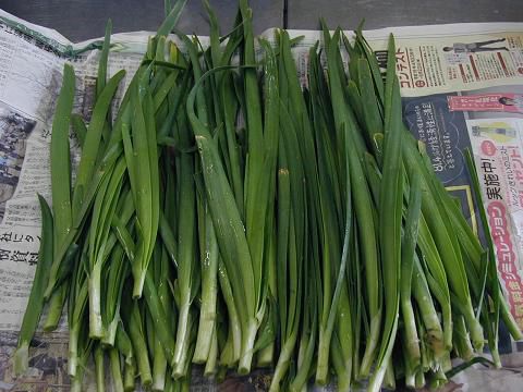 ジュアンの美味い賄い♪ゴン太のニラ