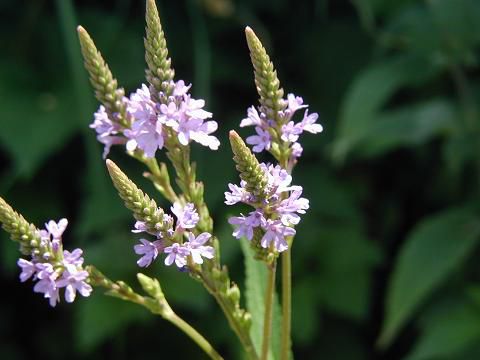 ジュアンのハーブの花