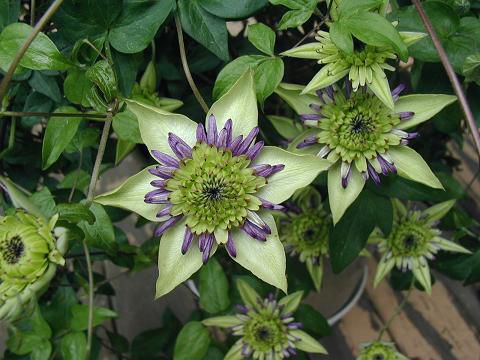 ジュアンのちょっと変わった鉄扇の花