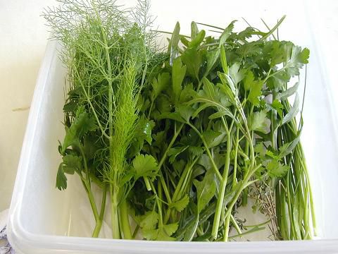 ジュアンの畑より自家栽培ハーブ