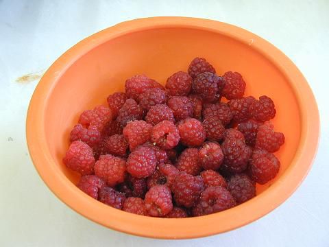 自家栽培の木イチゴの初もぎ！