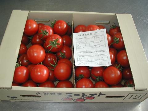 みずみずしいもぎたてのレインボートマト