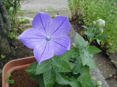 雨が少ないのが幸しています。
