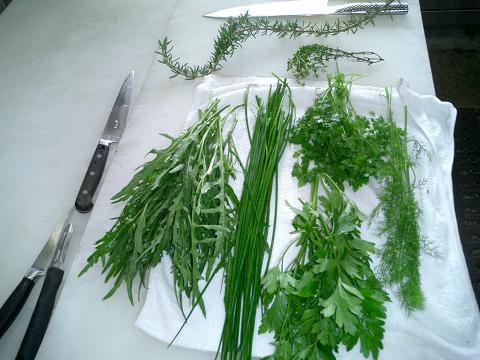 自家栽培ハーブ