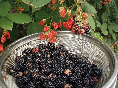 ブラックベリーの収穫！
