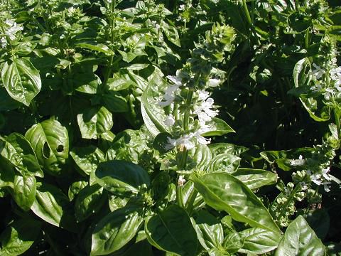 ジュアンの自家栽培ハーブ♪スイートバジルのペースト