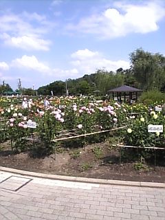 炎天下のダリア公園