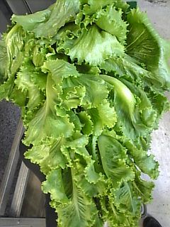 なんだ！レタスが