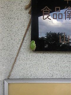 張り付いている！