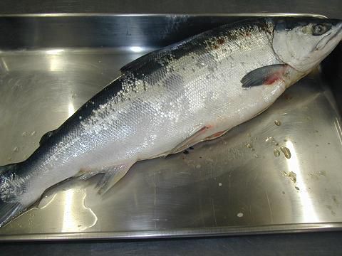 ジュアンのスモークサーモン作り用天然紅鮭