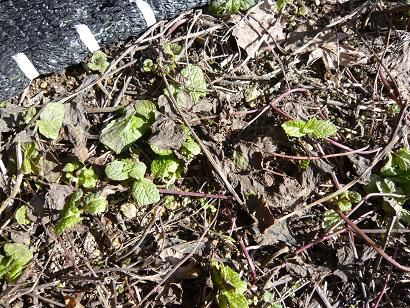 雪融けのしたから新芽のハーブが！