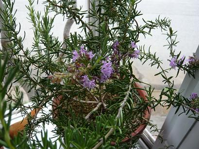 ローズマリーの花がきれいですよ