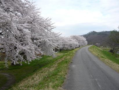 さくら　桜　sakura