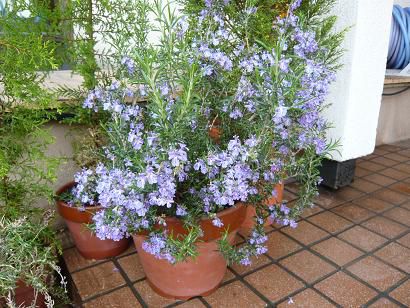 ジュアンのハーブ、ローズマリーが満開