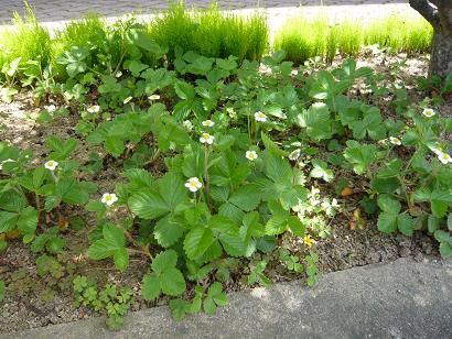 ジュアンの畑から