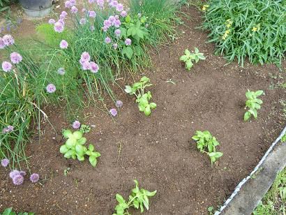 バジルご飯って知ってます？byジュアン