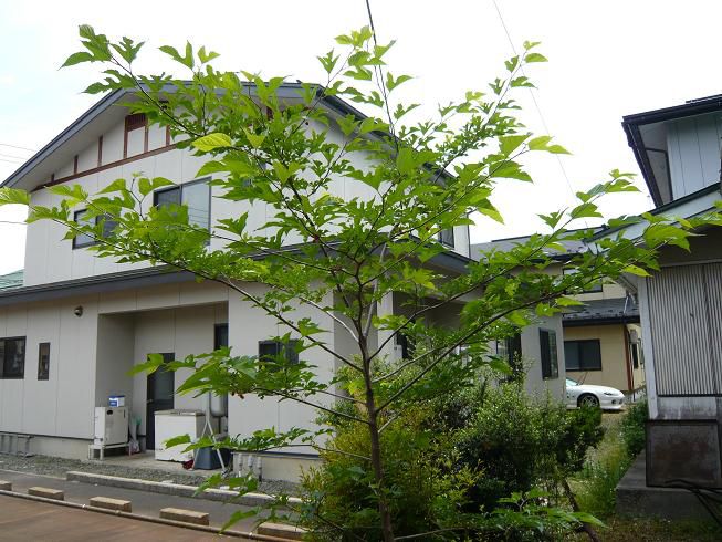 鳥のふんのお土産が桑の木に！byジュアン