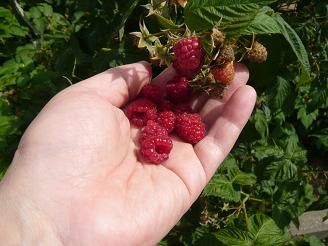 ジュアンの畑より♪木イチゴの実