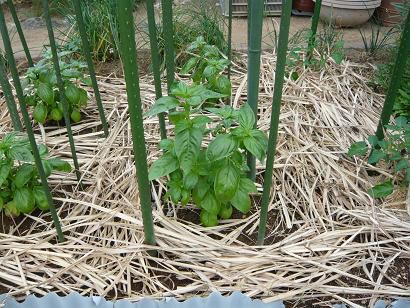 ジュアンのハーブ畑より♪バジル