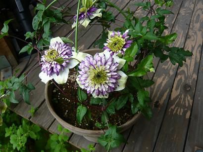 ちょい変わりぃ～の鉄扇の花！