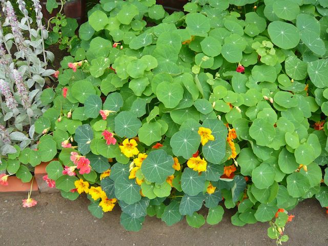 ジュアンのハーブとお向かいさんのハーブ