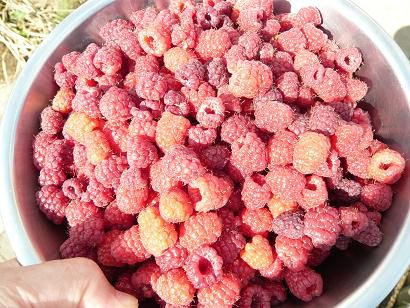 ラズベリーのデザートbyジュアン