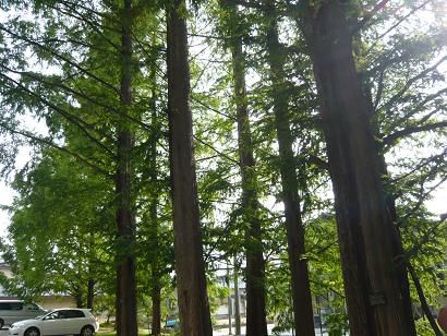 長井にも冬のソナタで有名なあの並木が・・・！