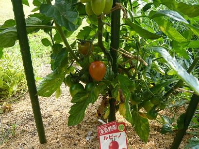 ジュアンの畑の元気野菜♪トマト