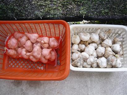 ジュアンの元気野菜２♪ニンニク