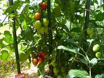 ジュアンの畑より♪ルビーノトマト