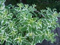 涼しさを感じさせてくれるハーブbyジュアン