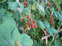 ジュアンの手作りジャム♪鈴なりのブラックベリー