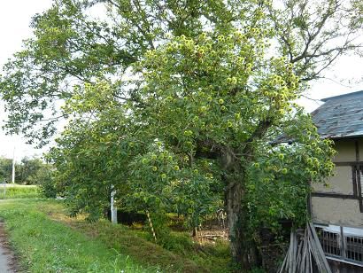 秋近し。byジュアン