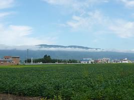 緑の豆畑と白い雲と「初めてのフレンチcooking]byジュアン