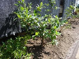 ジュアン　庭師の仕事とキッチン屋の弁当