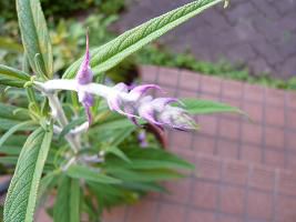 ジュアンのハーブ♪セイジの仲間