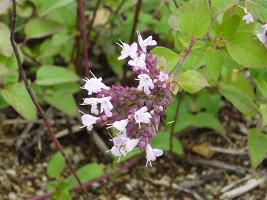 ジュアンのハーブ