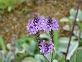 ジュアンのハーブ