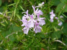 ジュアンのハーブ